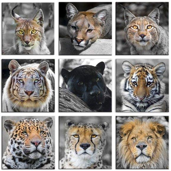 9x Bild Bilder Gemälde Druck Kunstdruck Polster Kultur Löwe Jaguar