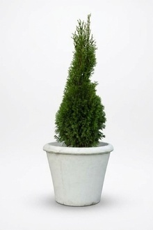 Blumenkübel Pflanz Kübel Dekoration Figur Vasen Garten Blumentöpfe Natur